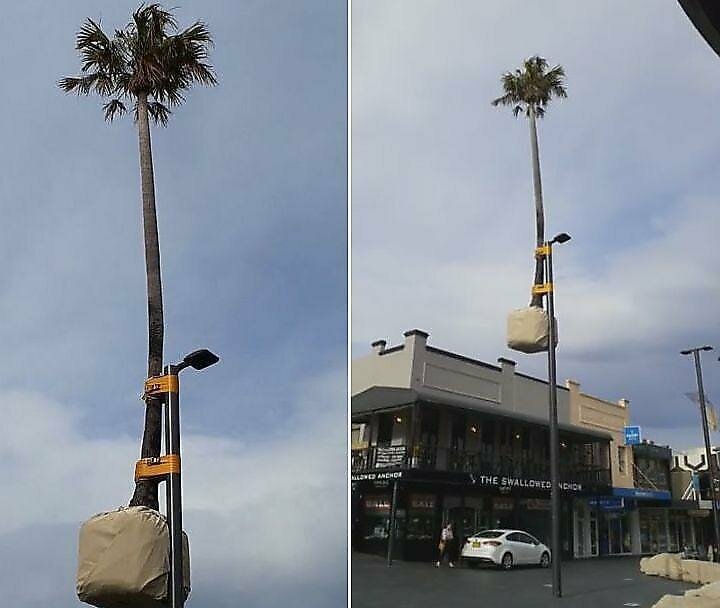 Австралийские креативщики примотали пальму к фонарному столбу