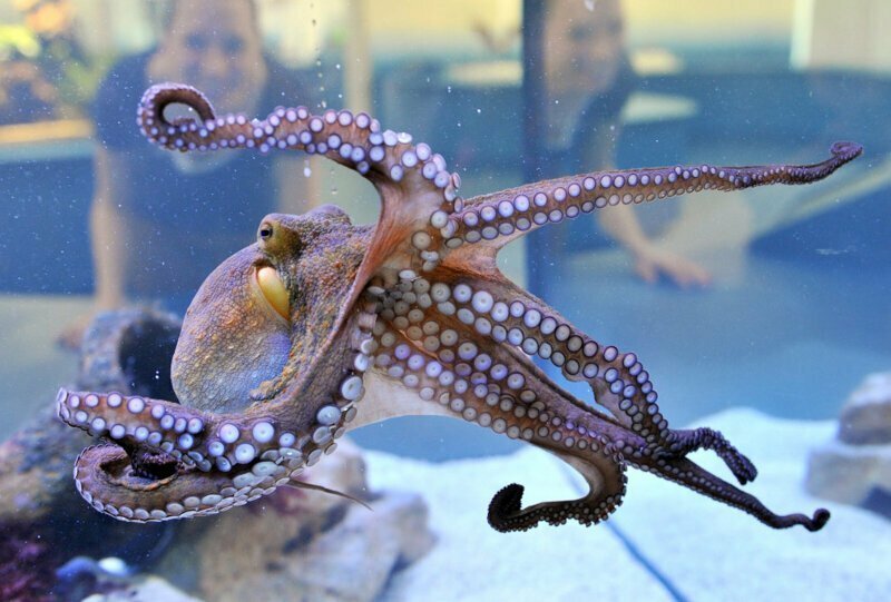 Мозг осьминогов - один из самых развитых среди беспозвоночных
