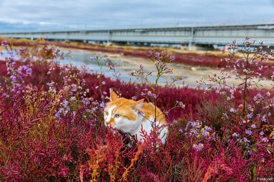 Кот Мостик