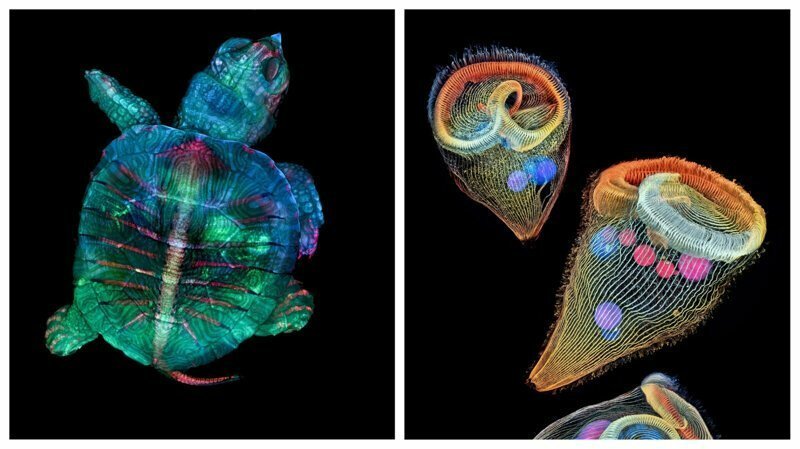 20 победителей конкурса макрофотографии Nikon Small World 2019