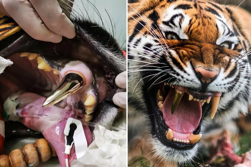 Немецкие стоматологи поставили тигрице золотой клык