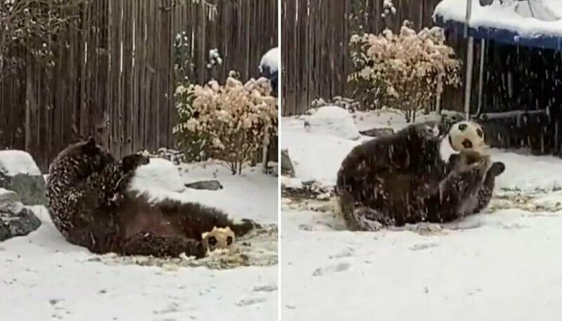 Медведь проник в частный двор, покатался по снегу и поиграл в мяч