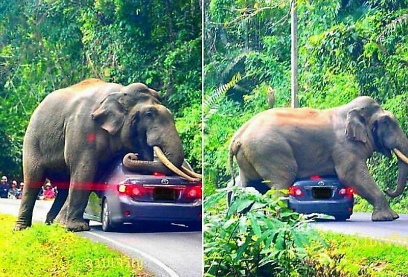 Любвеобильный слон перегородил дорогу туристу и устроил «краш-тест» его автомобилю