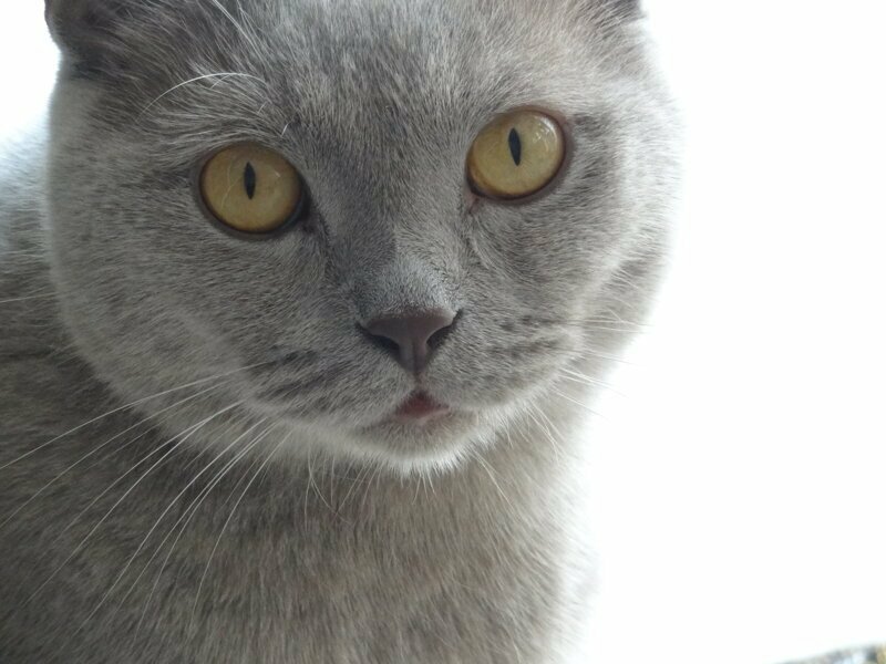 кот расивый