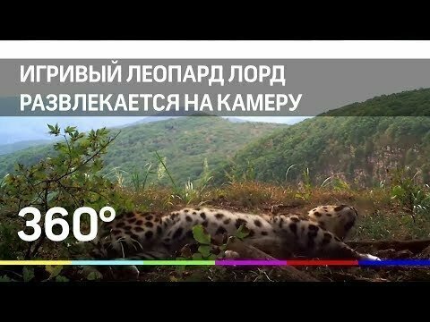 Игривый леопард Лорд развлекается на видео