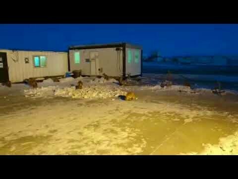 Солянка