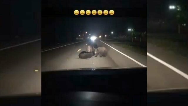 Душераздирающее видео: три медведя отчаянно тянут раненого детёныша с дороги