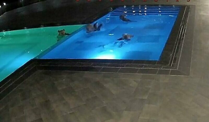 Медведи забрались в болгарский спа-салон, чтобы искупаться в бассейне