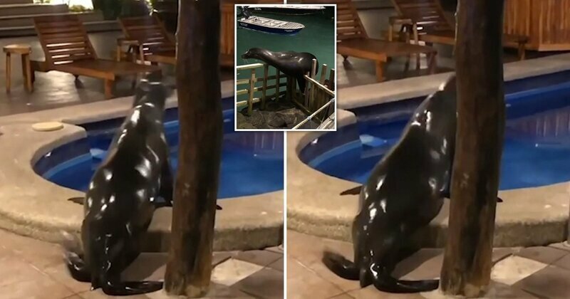 Морской лев пробрался на территорию отеля, чтобы поплавать в бассейне
