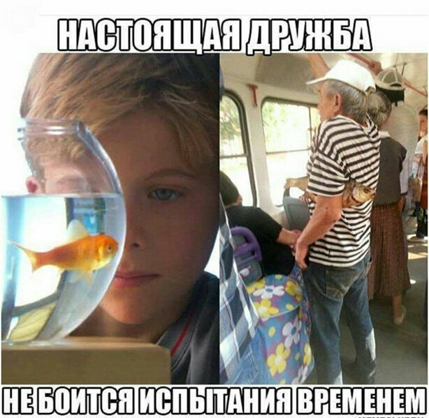 Прикольные и смешные картинки