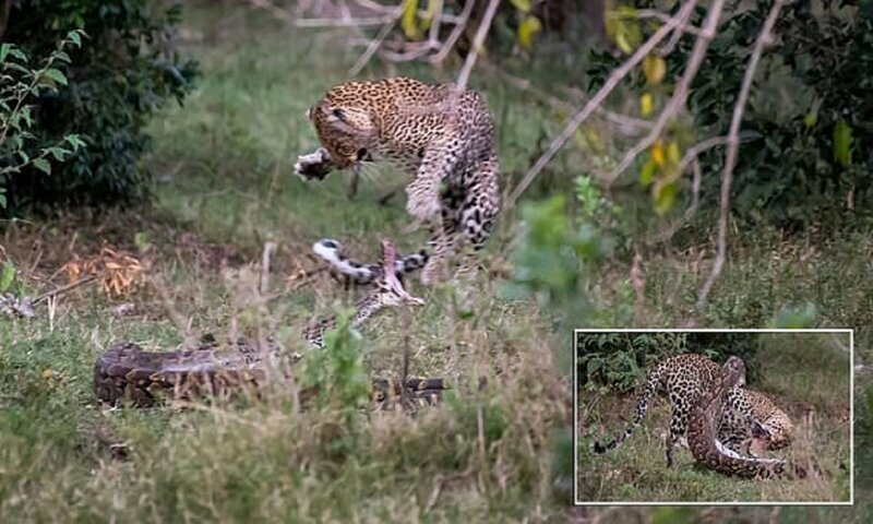 Смертельная схватка: леопард победил питона в жестоком бою