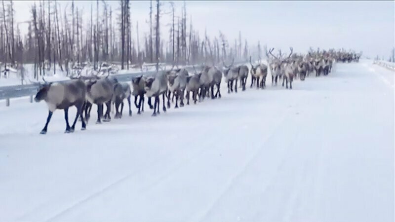 Водитель встретил три тысячи оленей по «встречке»