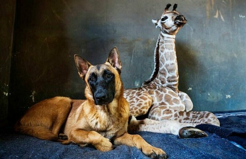 Удивительная дружба в мире животных: собака и жираф
