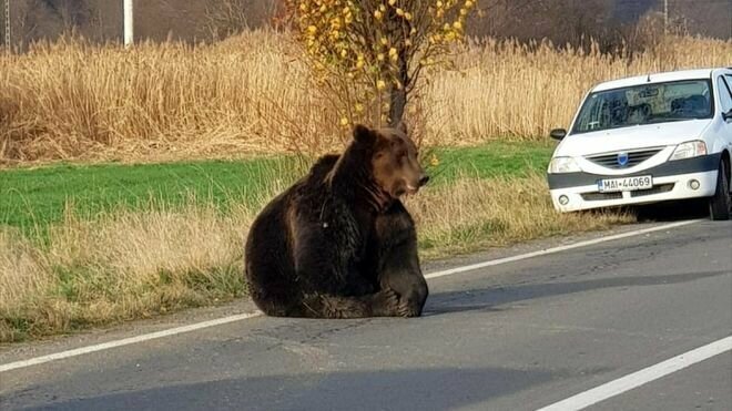 В Румынии расплодились медведи и нападают на людей