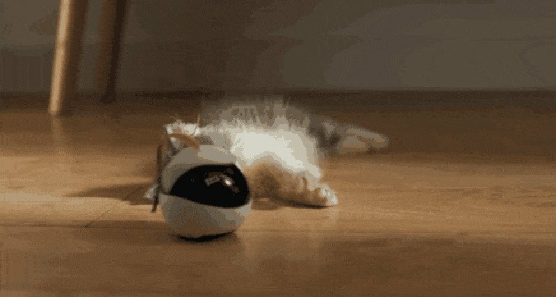 Ebo: автономный робот для развлечения кошки