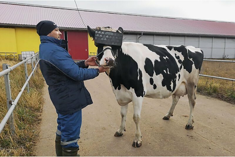 Россияне позавидовали коровам, которым выдали vr-очки для улучшения настроения