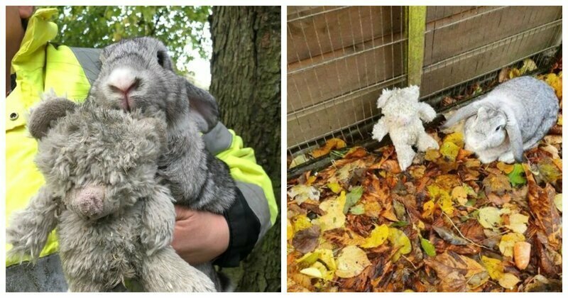 В Великобритании спасли кролика, оставленного с плюшевым медвежонком на обочине дороги