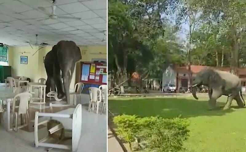 В Индии голодный слон совершил набег на столовую