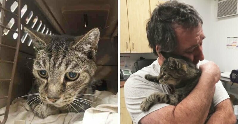 Мужчина нашел своего кота, которого потерял 7 лет назад