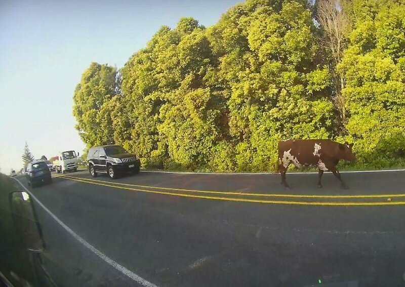 Неспешно прогуливающаяся по дороге корова создала крупную пробку