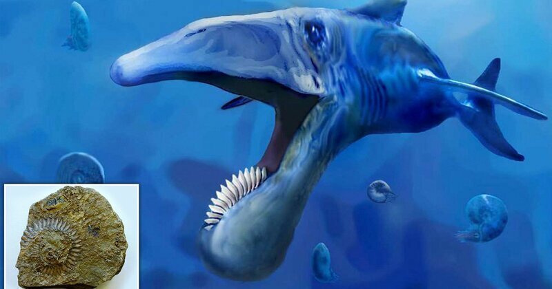 В России найдены окаменелости гигантской доисторической рыбы с зубной спиралью