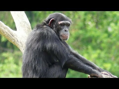 Шимпанзе поражают своими способностями и высоким интеллектом. И все таки они люди?
