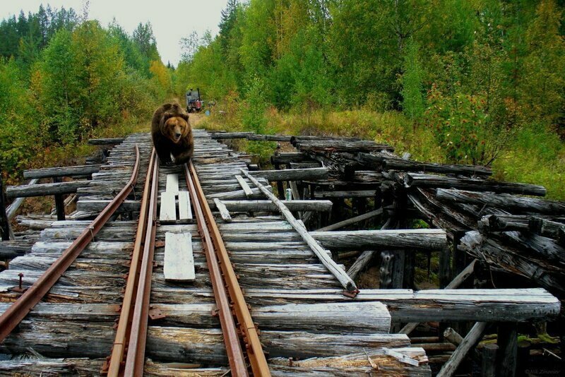 Уходящий в прошлое мир узкоколейных железных дорог и кто такие "вошедшие в колею"?