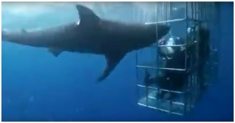 Акула самоубилась, пытаясь дотянуться до сидящих  в клетке дайверов