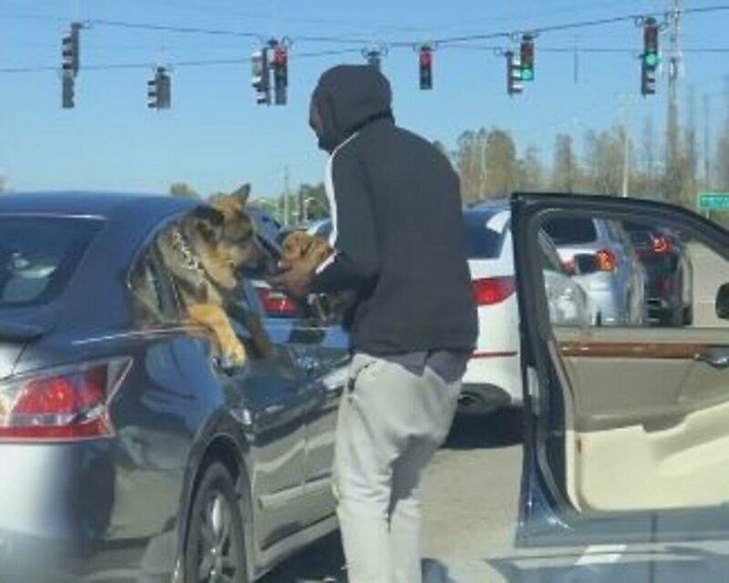 Автомобилист решил познакомить своего щенка с высунувшейся из окна овчаркой