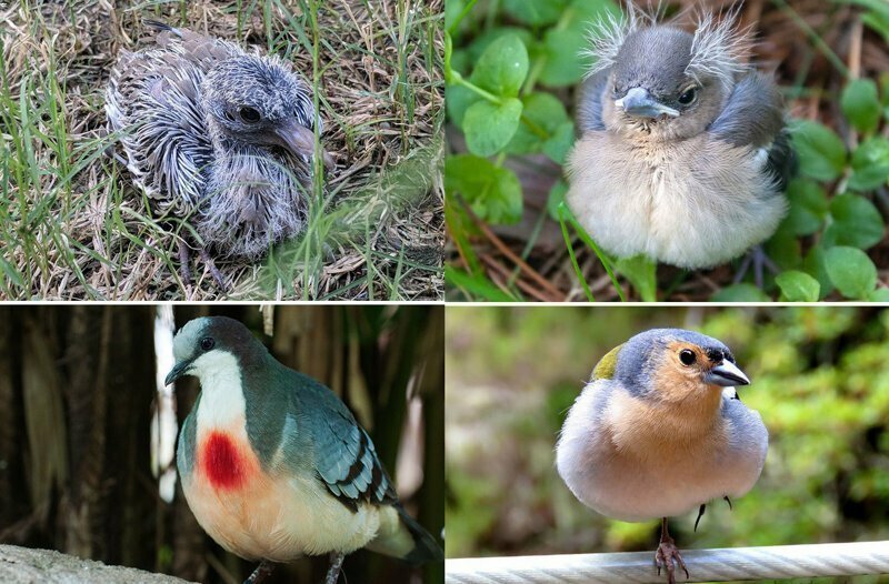 Гадкий утенок и его друзья: как выглядят птенцы известных (и не очень) птиц