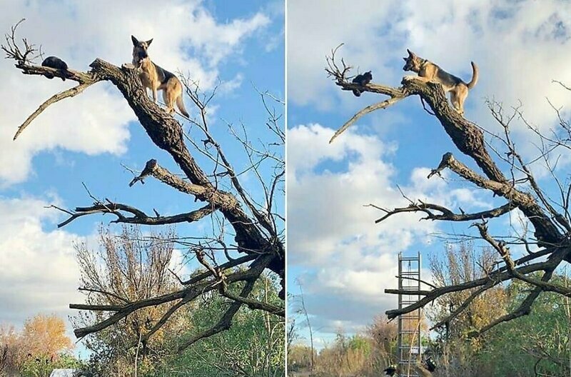 Немецкая овчарка застряла на дереве после погони за кошкой
