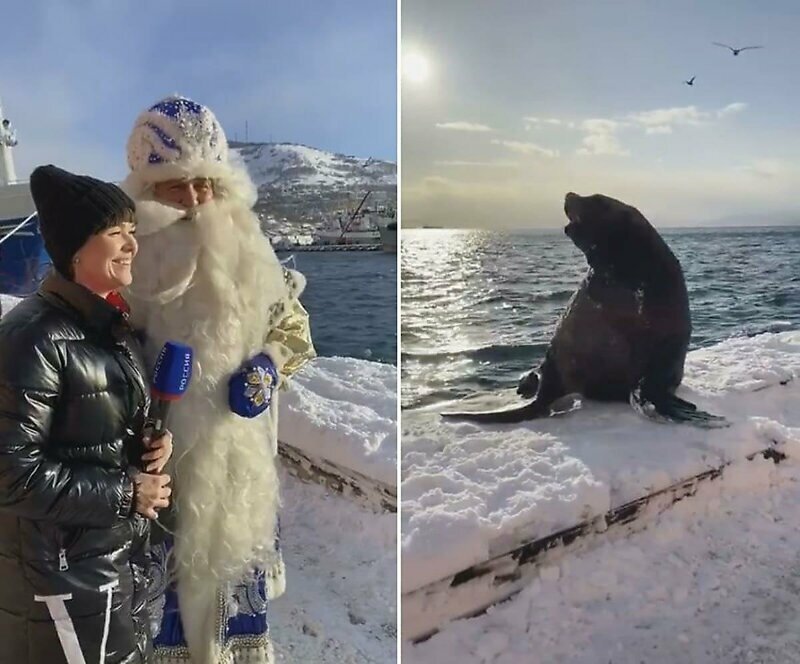 Дед Мороз встретил морского льва в Петропавловске