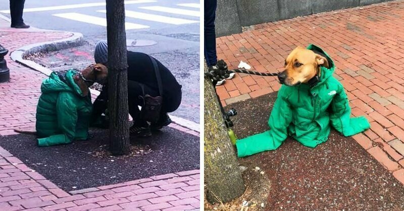 Девушка надела на пса свою куртку, чтобы он не замёрз — и превратила его в главного модника на район