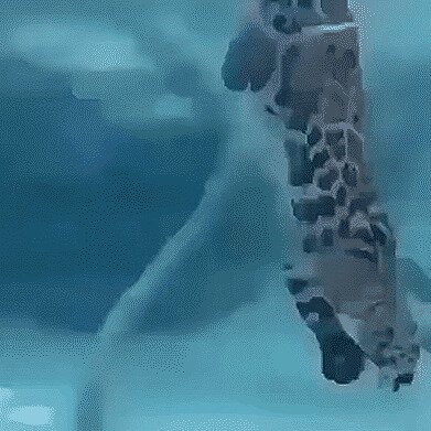 кошки воды не боятся
