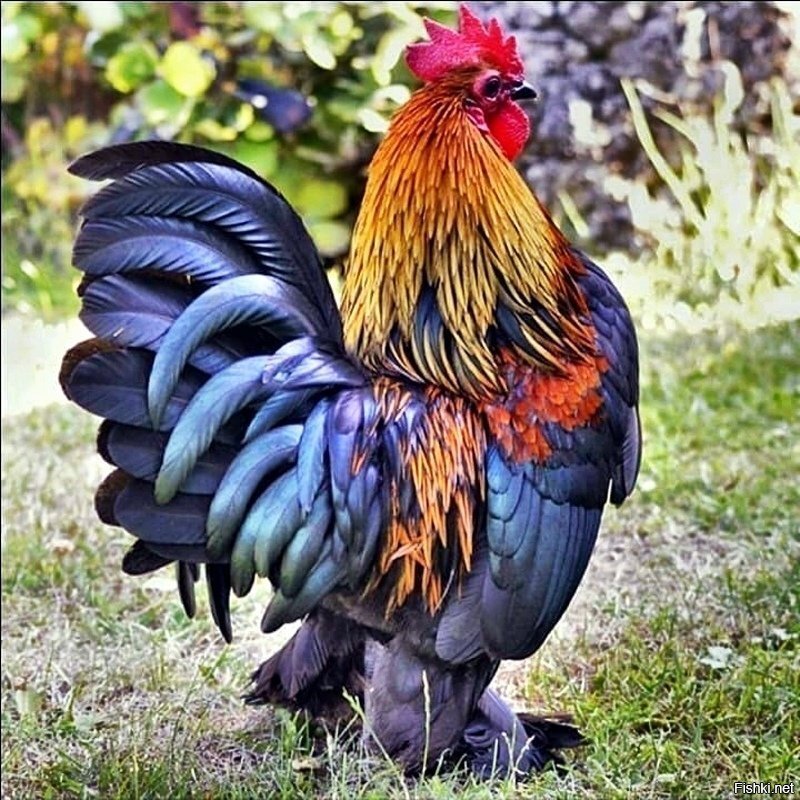 Солянка