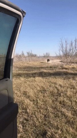 Хаски, это хаски