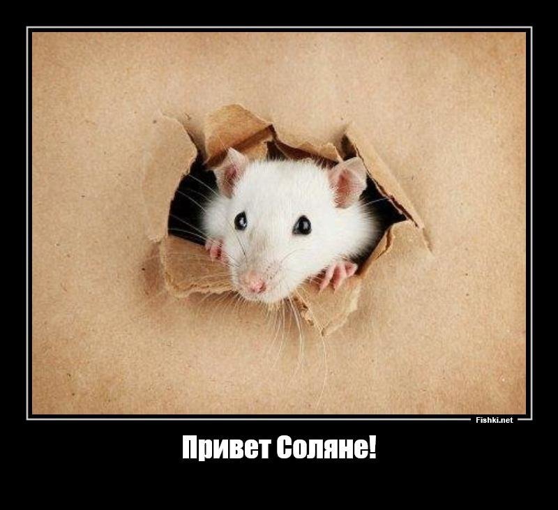 Солянка