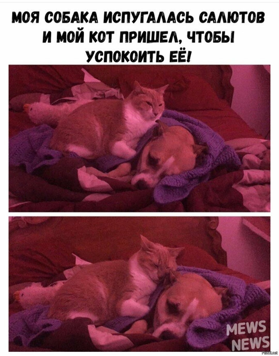 Солянка