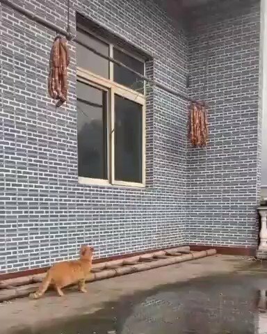 Звук