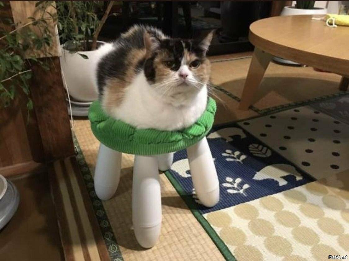 Солянка