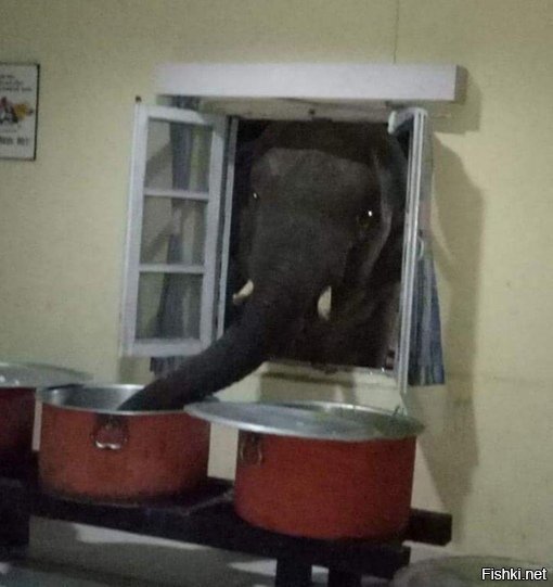 - Опять рассольник