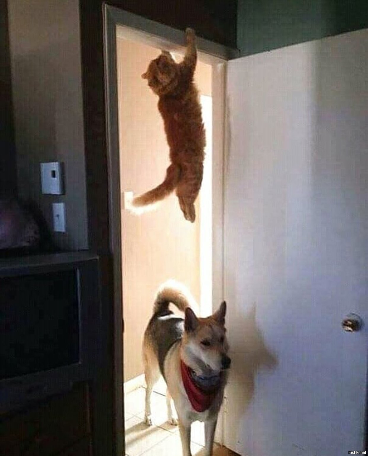 Солянка