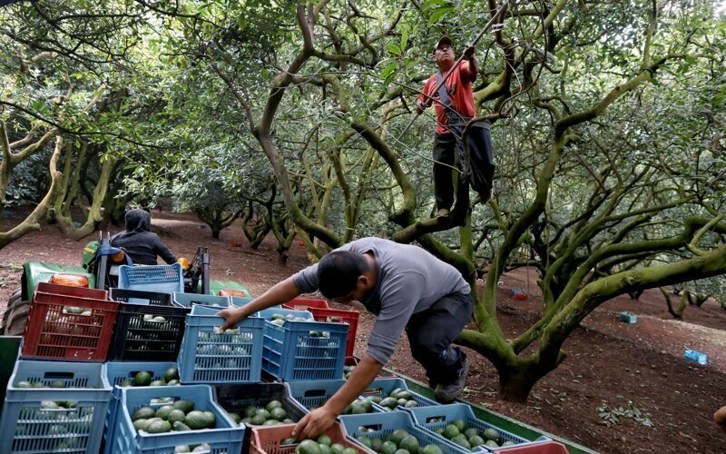 Мексиканские картели начали войну за авокадо