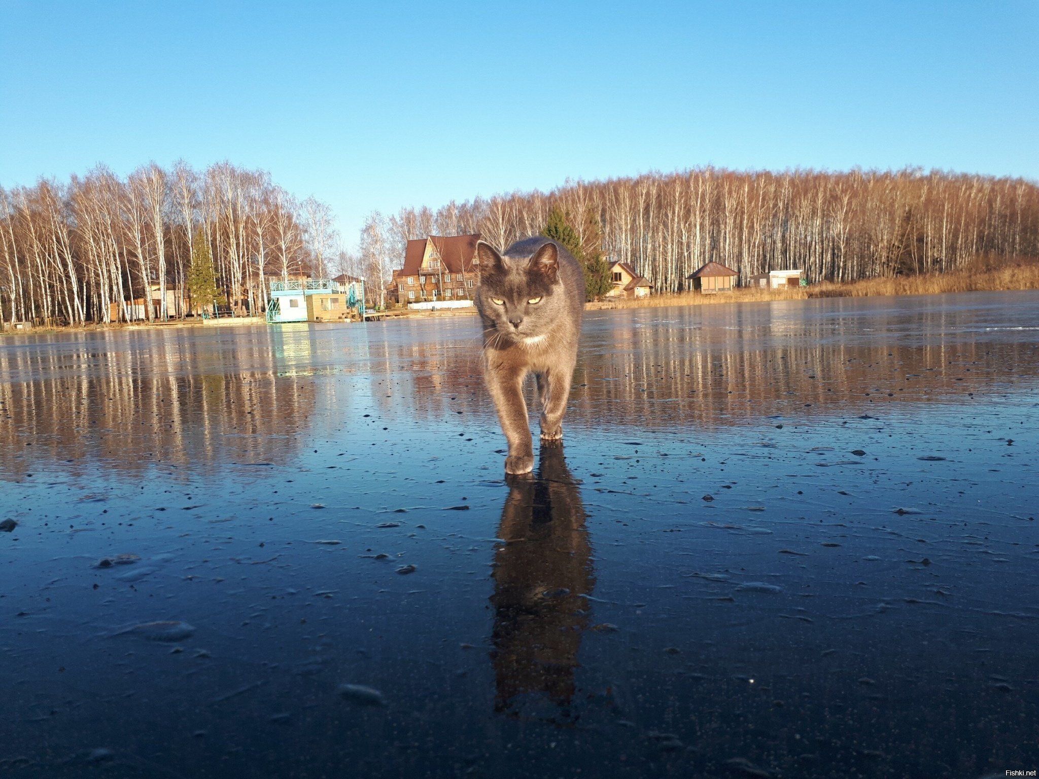 Солянка