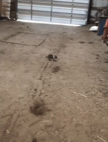 Человечность