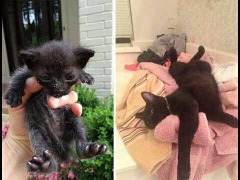 Бездомные коты, до и после того, как их приручили