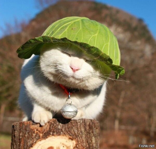 Солянка