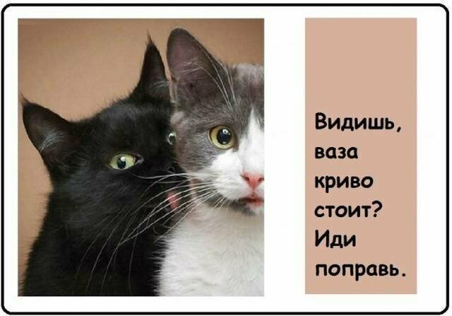 Котовсячина