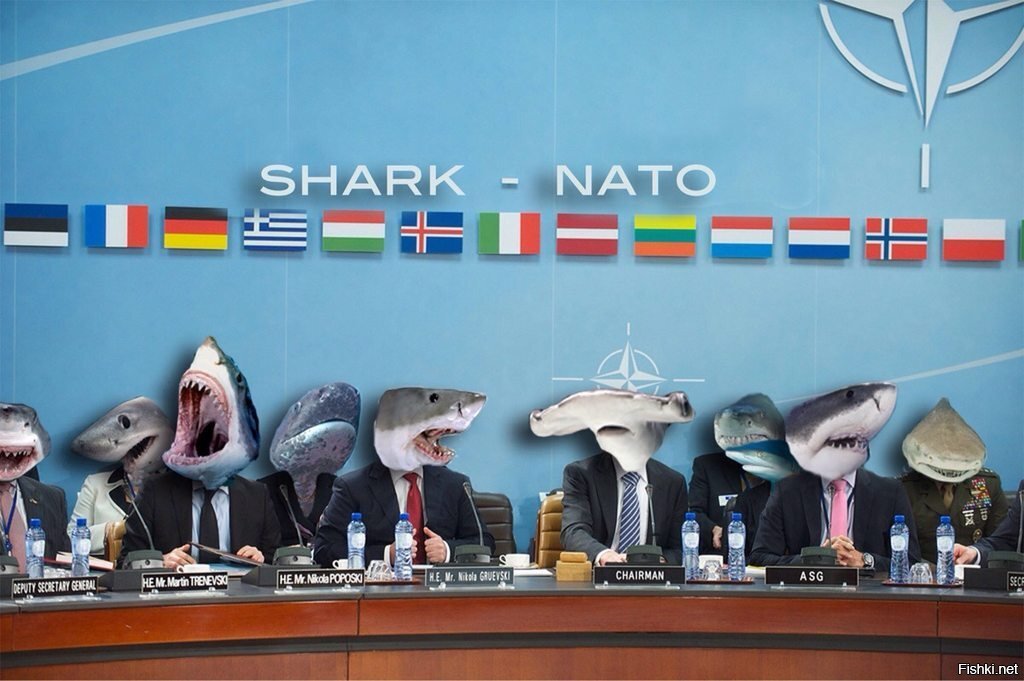Акулы НАТО