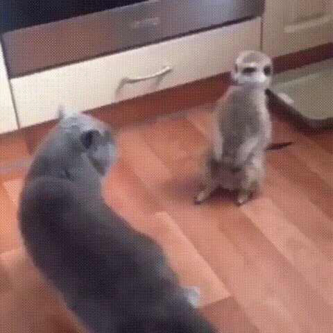Бе-бе-бе-бе